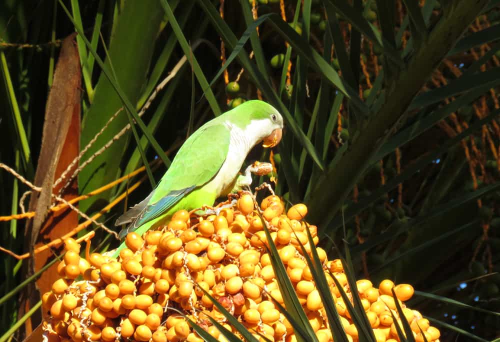 Parakeets in Malaga