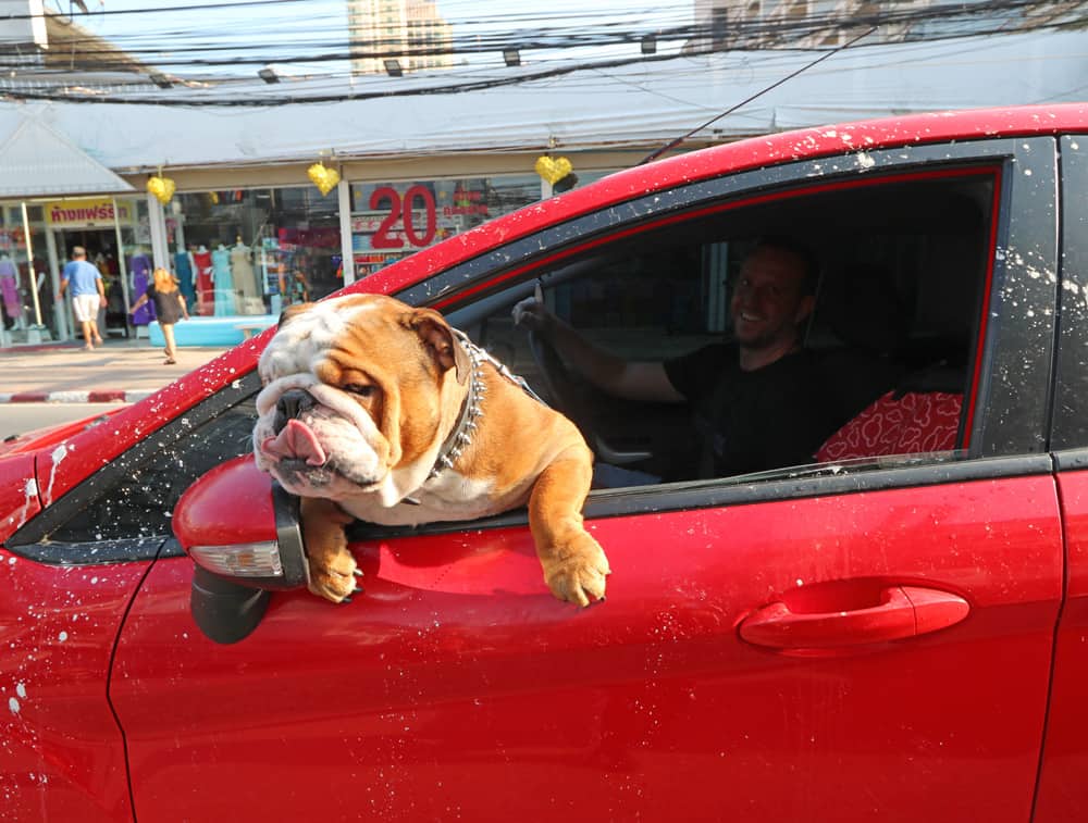 Bulldog in Pattaya