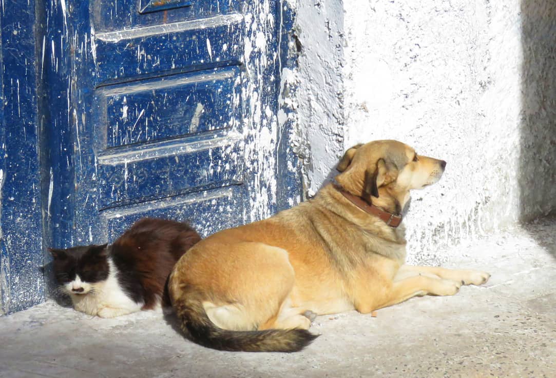 cats and dogs in Essouira, Morocco
