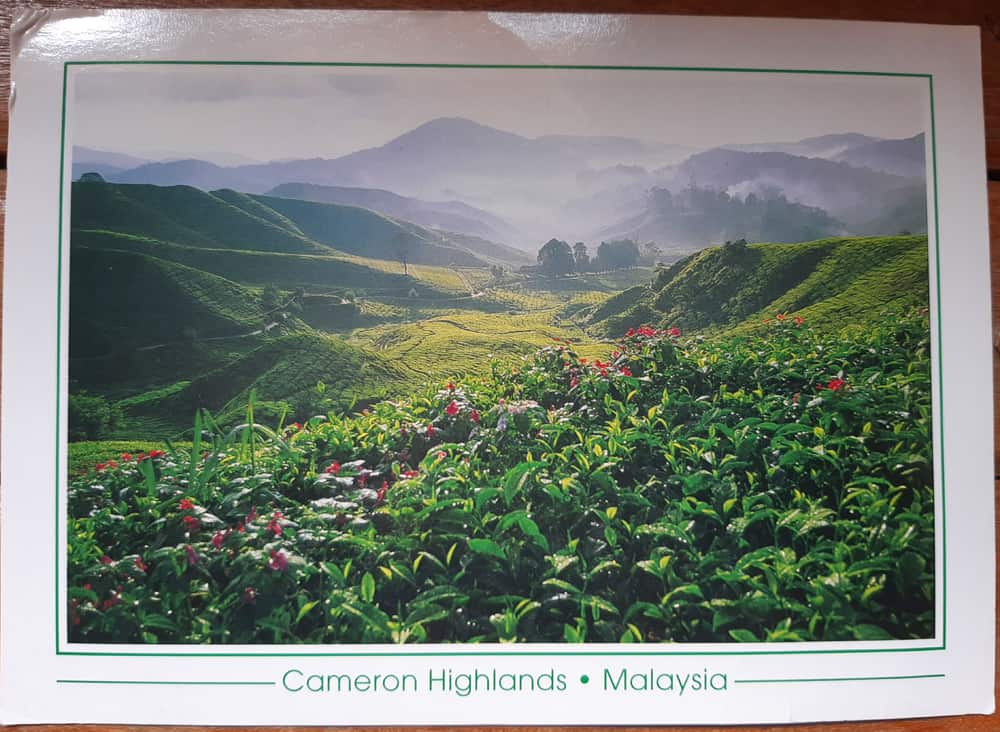 A postcard from Cameron Highlands, Malaysia