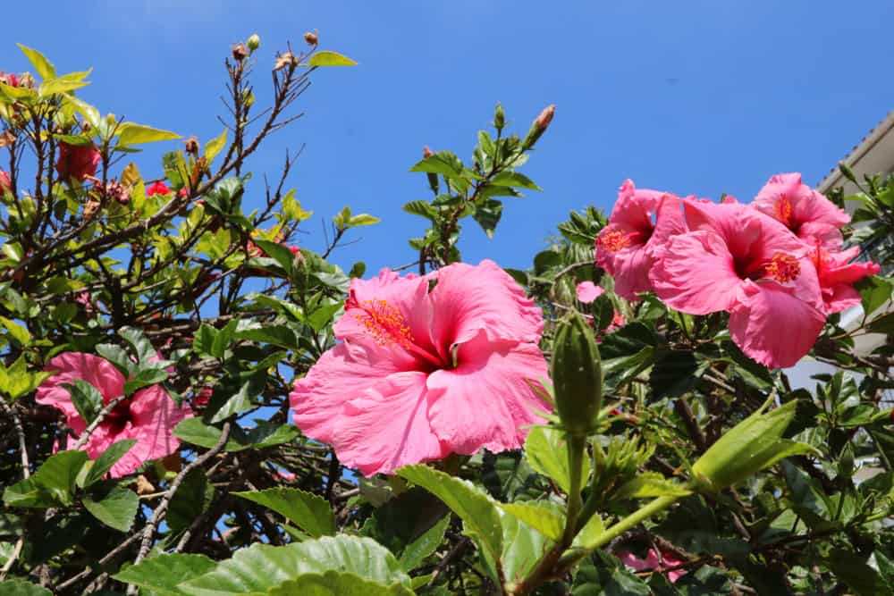 Hibiscus on the Costa del Sol