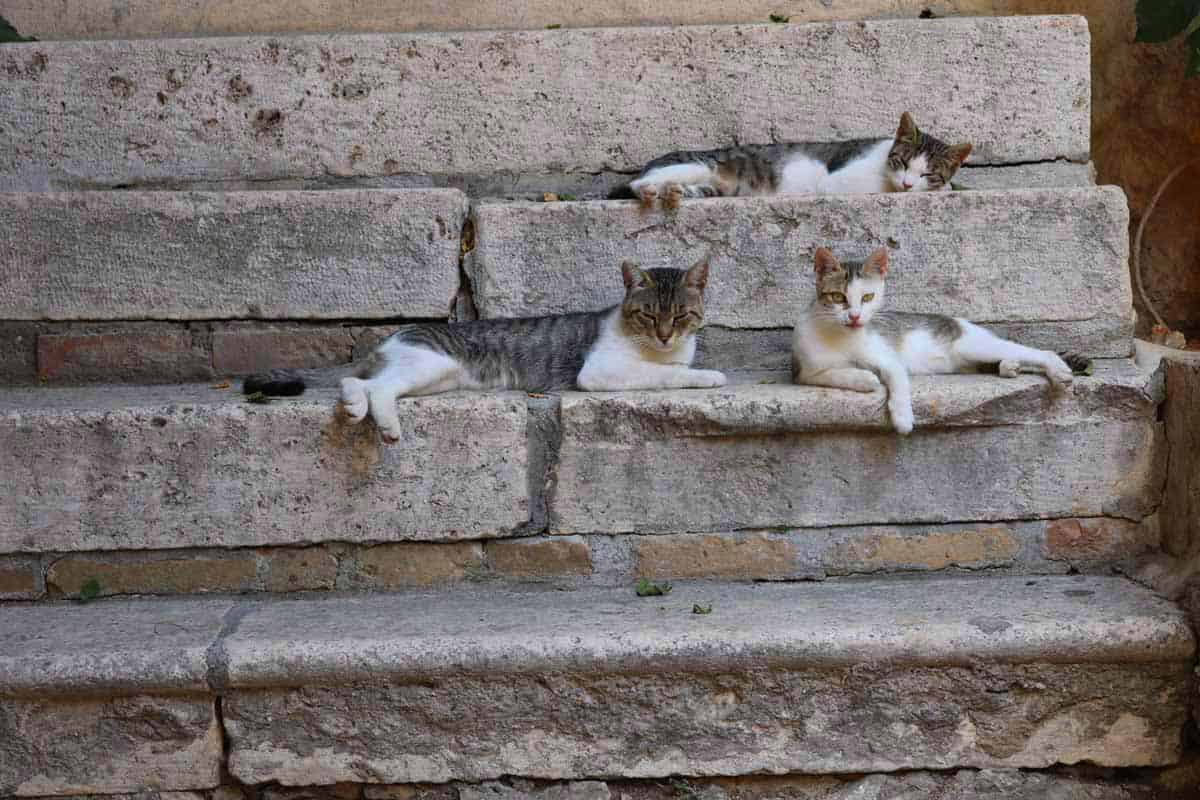 cats in Vis