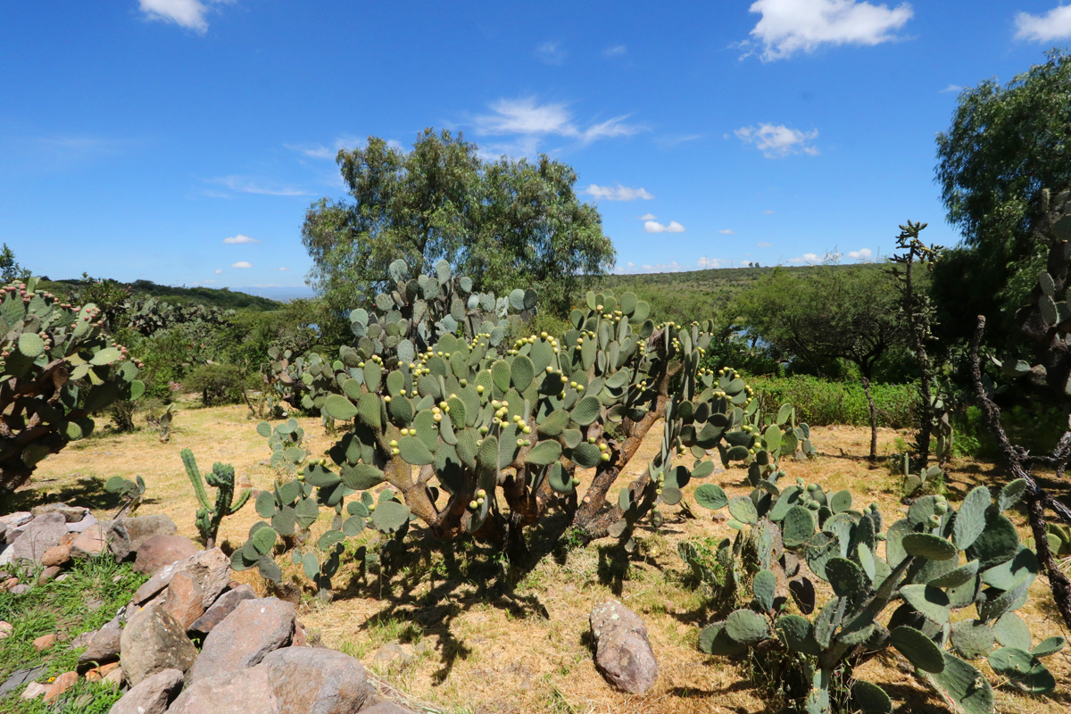Photographic walking tour of San Miguel de Allende