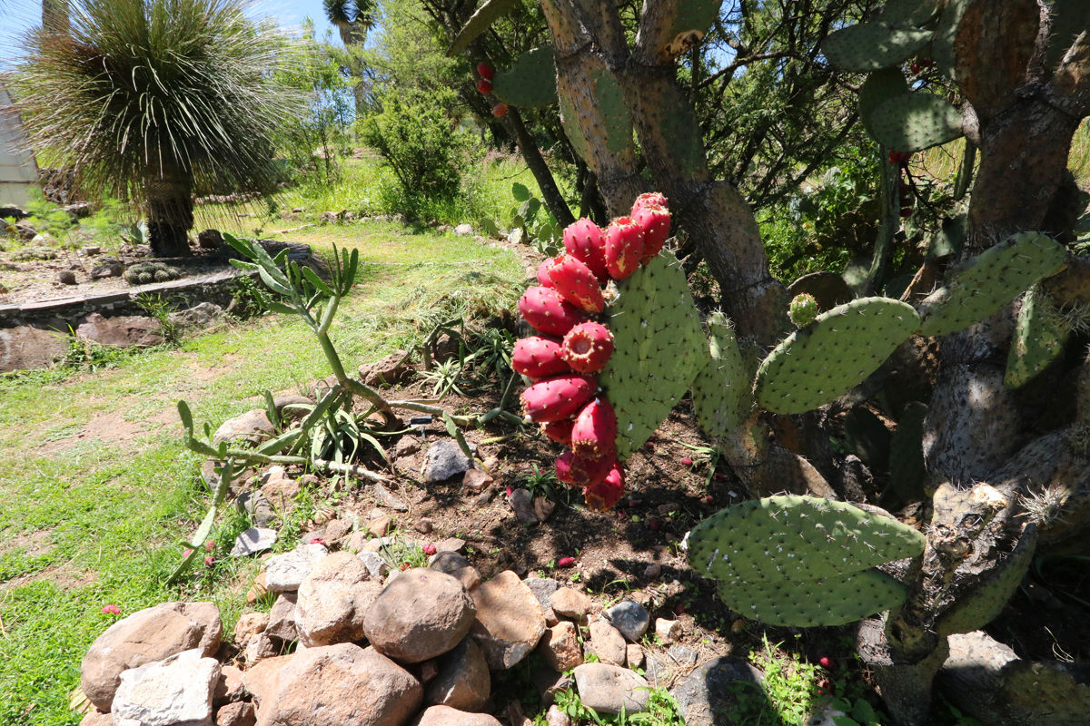 Photographic walking tour of San Miguel de Allende