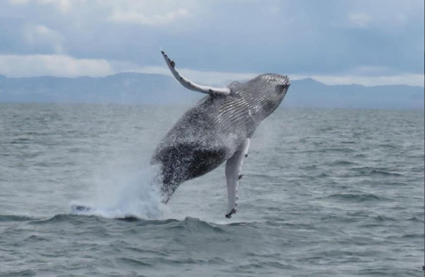 Whale tour Iceland