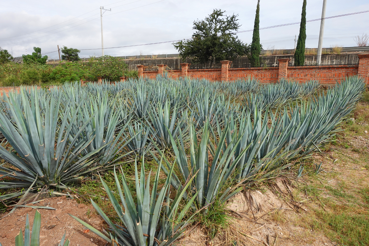 Tequila tour from Guadalajara