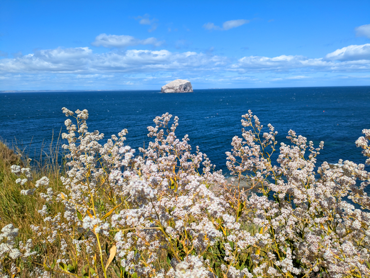 Bass rock from Tantallon castle north Berwick