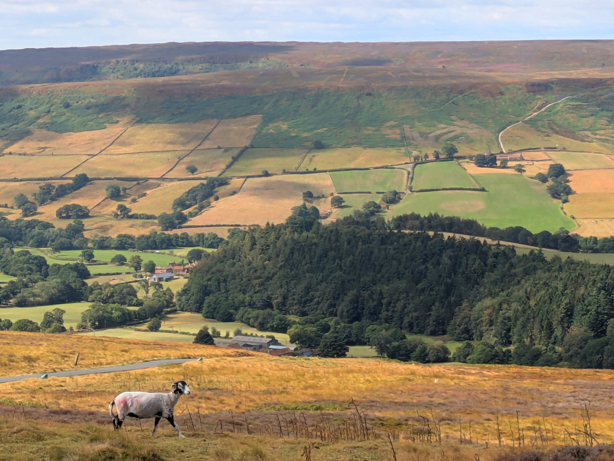 Whitby and the North York Moors National Park