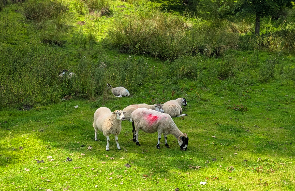 A Tour of the Yorkshire Dales