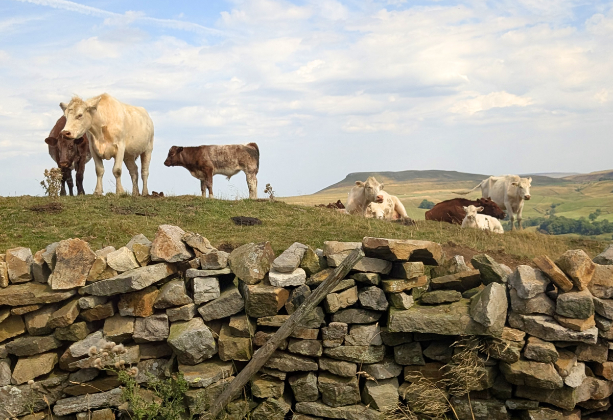 A Tour of the Yorkshire Dales from York
